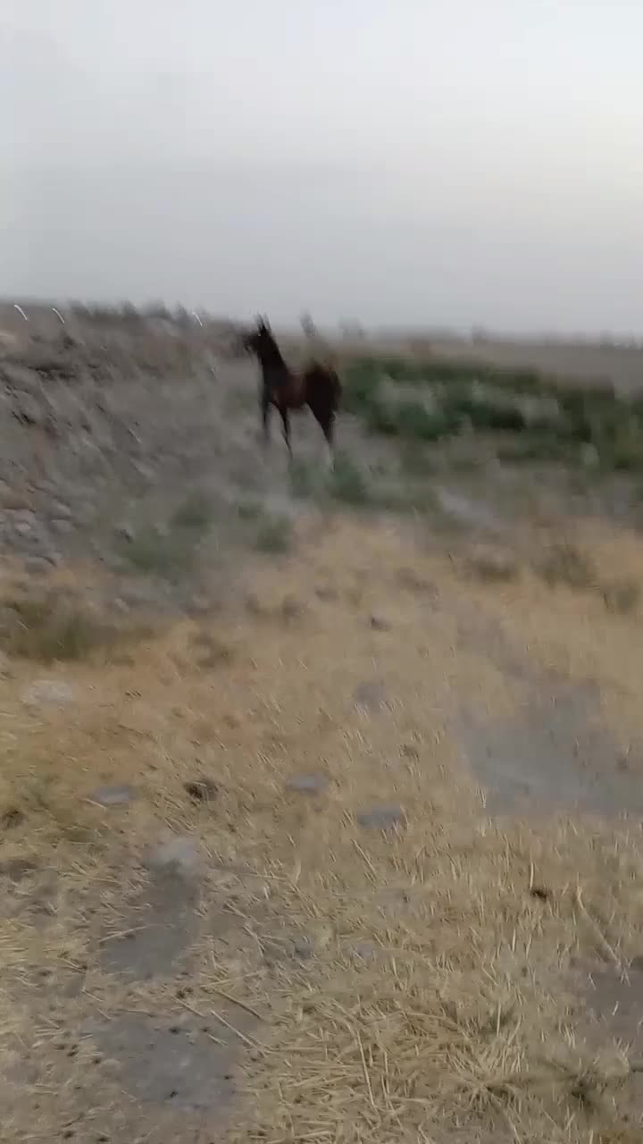 کره اسب|اسب و تجهیزات اسب‌سواری|تنکمان, |دیوار