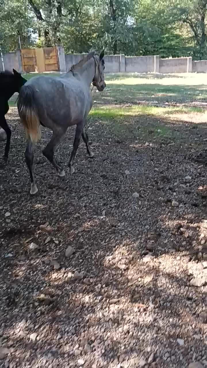 کره اسب خوشگل و آرام|اسب و تجهیزات اسبسواری|گنبد کاووس, |دیوار