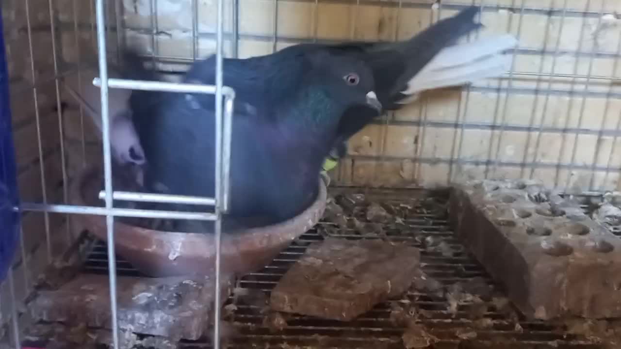 فروش کفتر|پرنده|شاهین‌شهر, خانه کارگر|دیوار