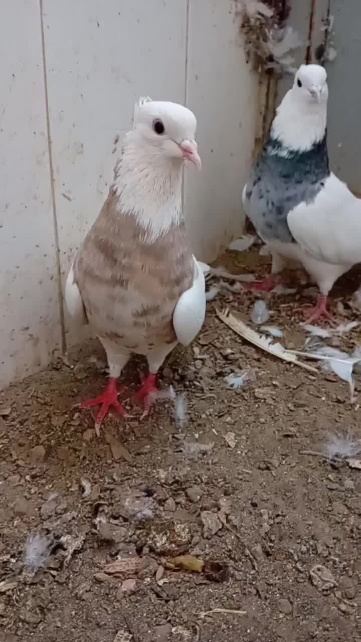 طوقی نر ماده  شهریار استم|پرنده|شهریار, اسکمان|دیوار