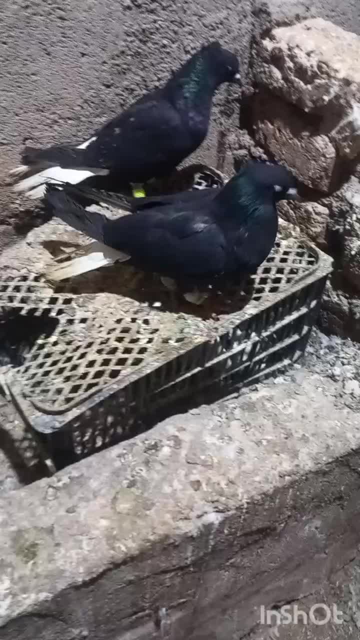 کبوتر دم سفید|پرنده|اسفرورین, |دیوار