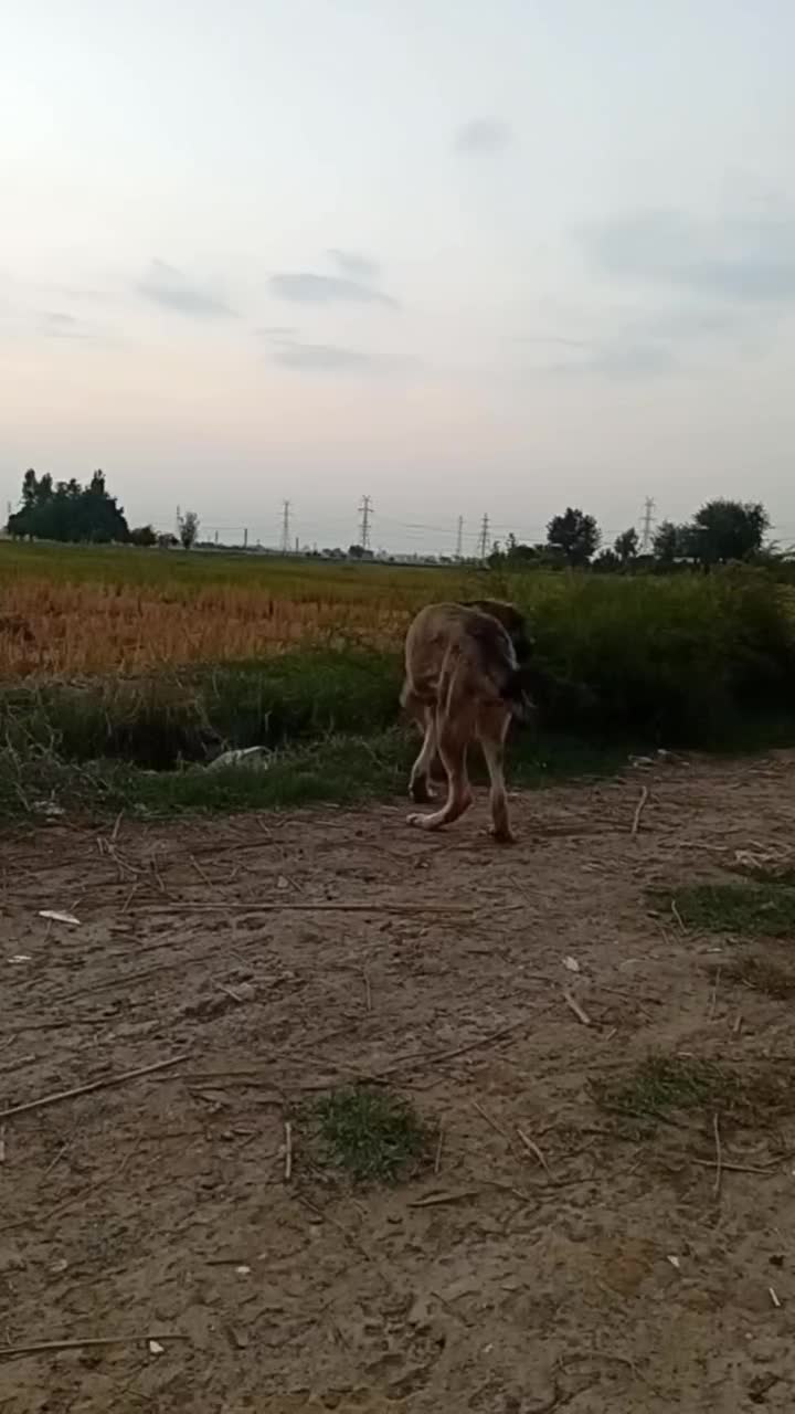 سگ پژدر|سگ|گرگان, |دیوار