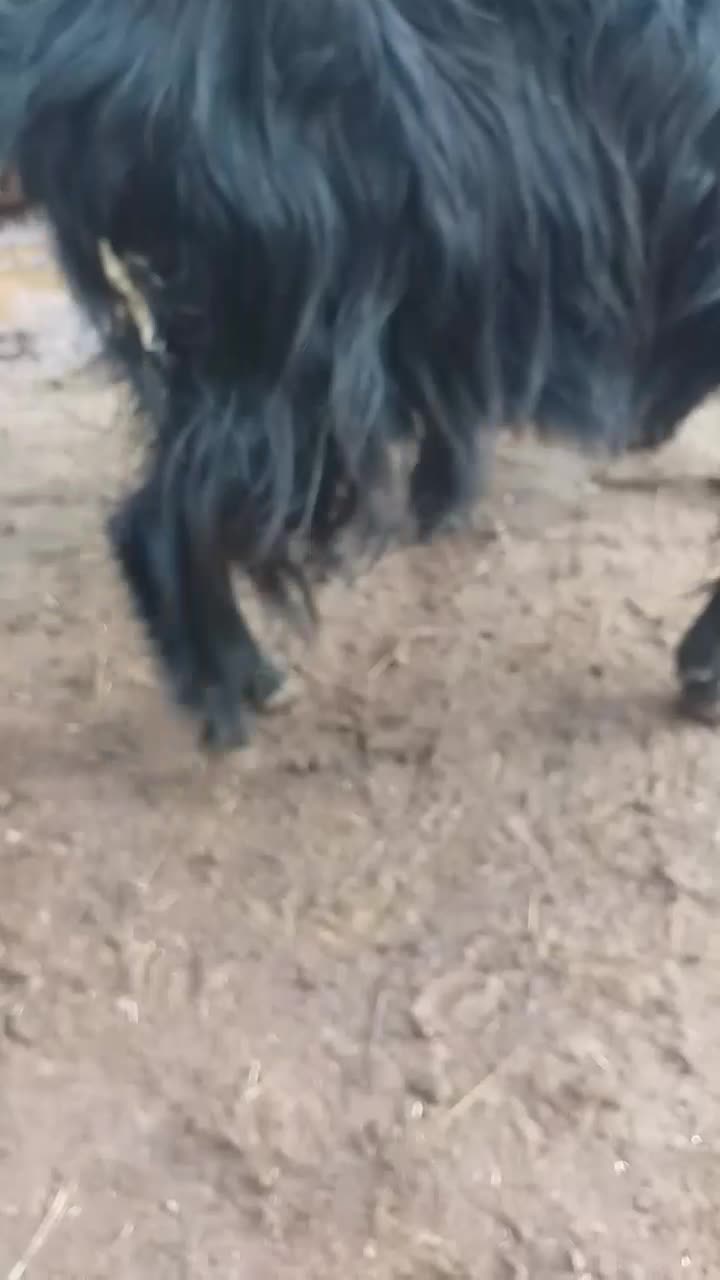 بزغاله|حیوانات مزرعه|بناب, |دیوار