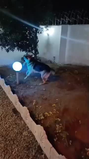 ژرمن|سگ|ساری, |دیوار