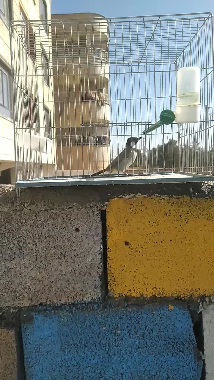 فروش فنج|پرنده|صدرا-فارس, فاز ۱|دیوار