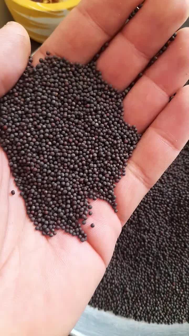 بذر کلزا رقم تراپر دستی|خدمات باغبانی و درختکاری|گنبد کاووس, |دیوار