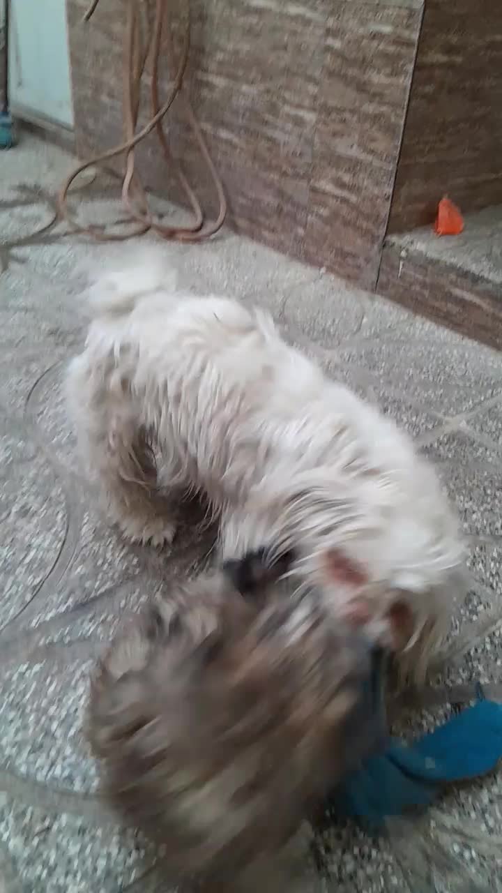 سگ پا کو تا|سگ|قم, منبع آب|دیوار