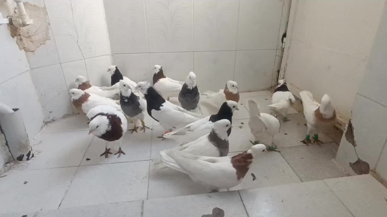 طوقی کاکلی|پرنده|مشهد, شهرک ابوذر|دیوار