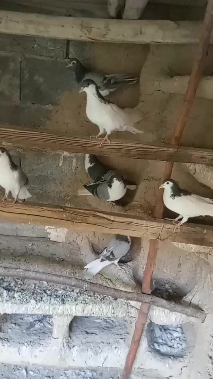 کبوتر دمگیر،بدرنگ روزگاری|پرنده|پیر بکران, |دیوار