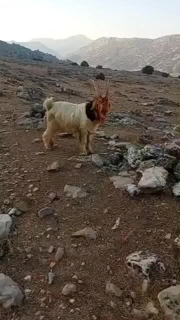 میش بره بیگ دوبر|حیوانات مزرعه|اندیکا, |دیوار