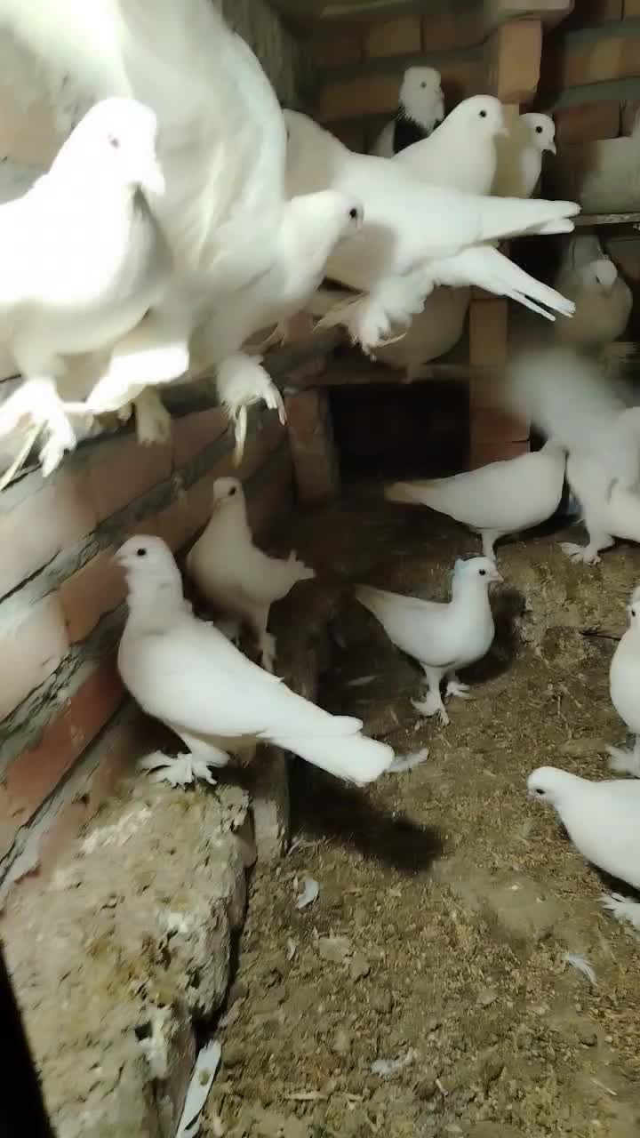 پرنده|پرنده|بستان آباد, |دیوار