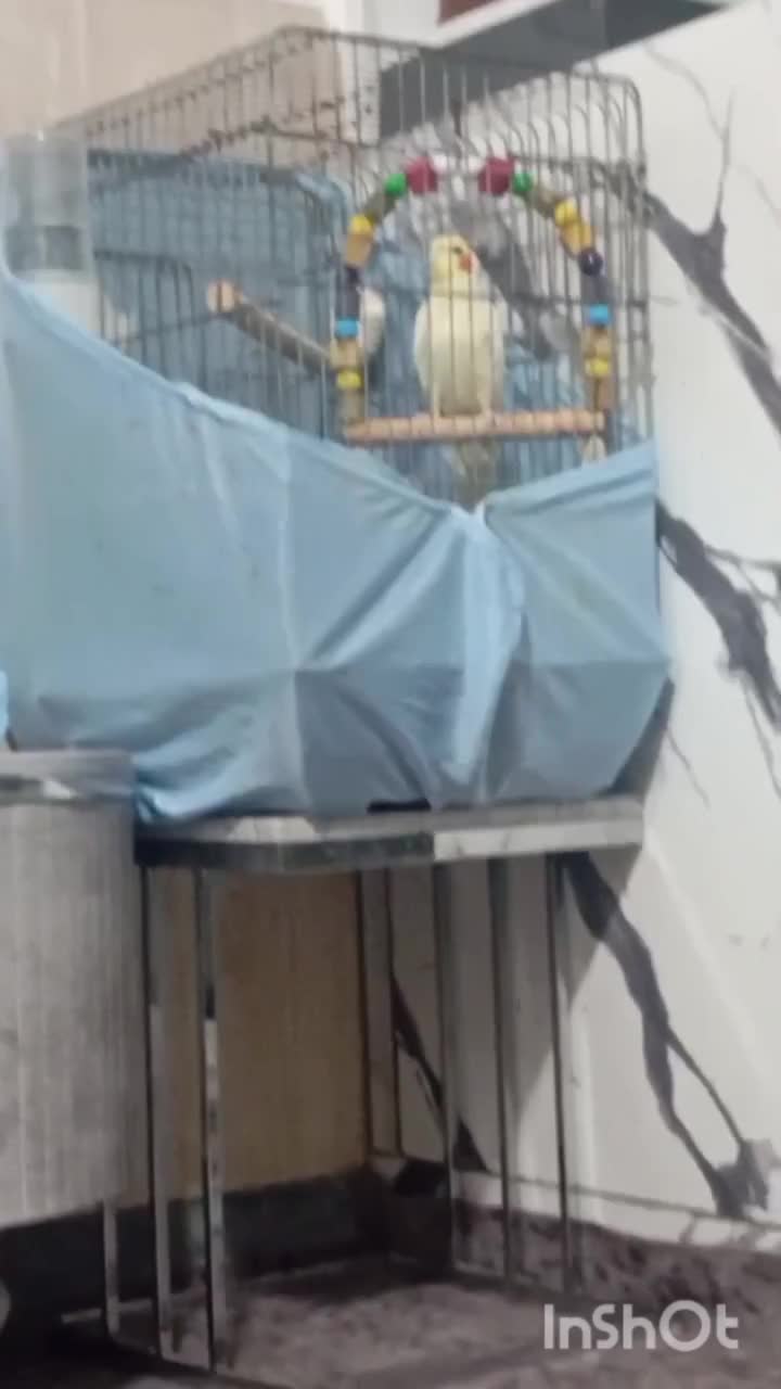 عروس هلندی سخنگو|پرنده|کرج, آق تپه|دیوار