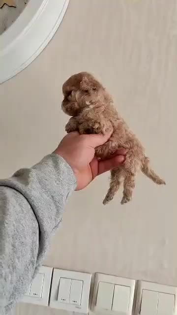 تاینی پودل ماده|سگ|ساری, |دیوار