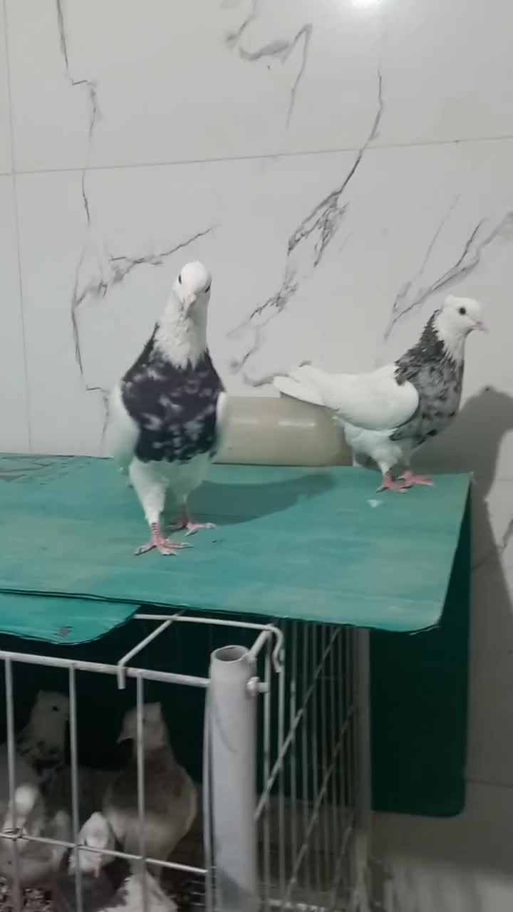 طوقی نروماده|پرنده|خمینی‌شهر, |دیوار