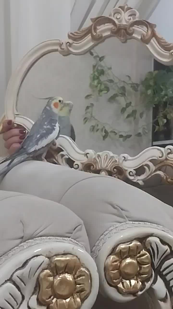 فروش ویژه عروسهلندی|پرنده|مشهد, چهارچشمه|دیوار