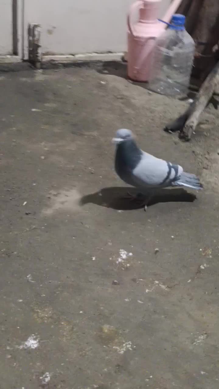 نر مسافتی|پرنده|سردشت, |دیوار