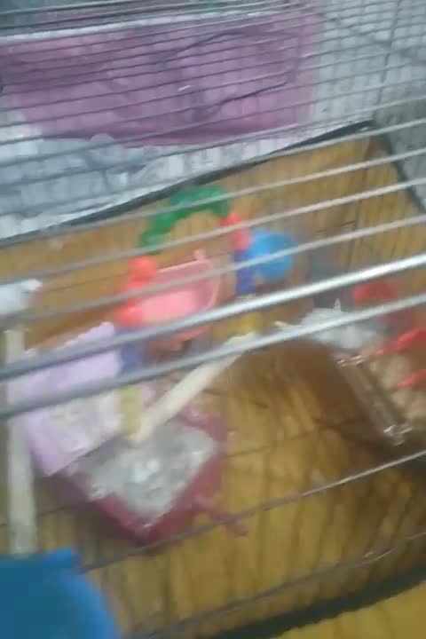 فنچ با جوجه با تخم مرغ عشق پروانه ای جون درشت|پرنده|قدس, شهر‌قدس|دیوار