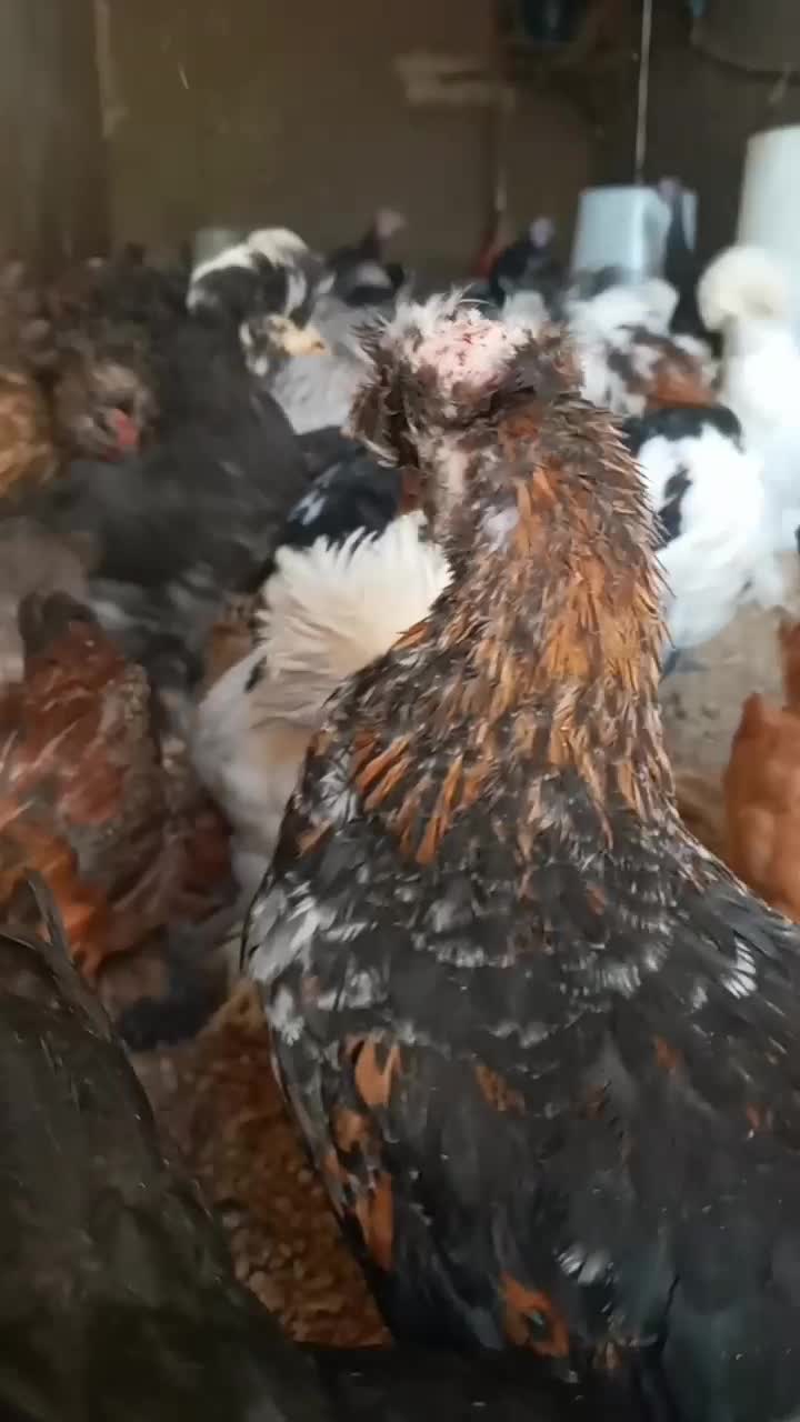 سلطان لهستان|حیوانات مزرعه|مشگین شهر, |دیوار