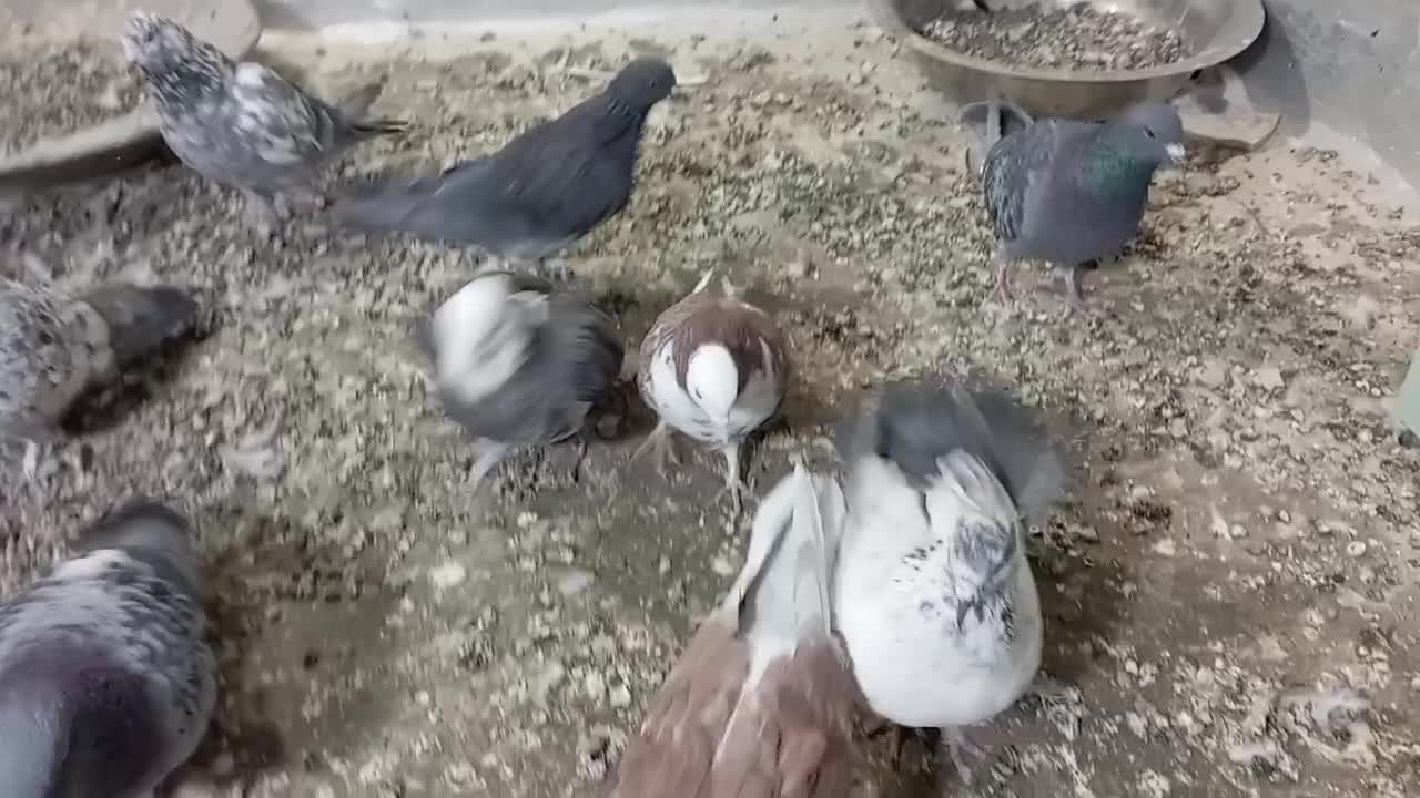 فروش کفتر|پرنده|محلات, |دیوار