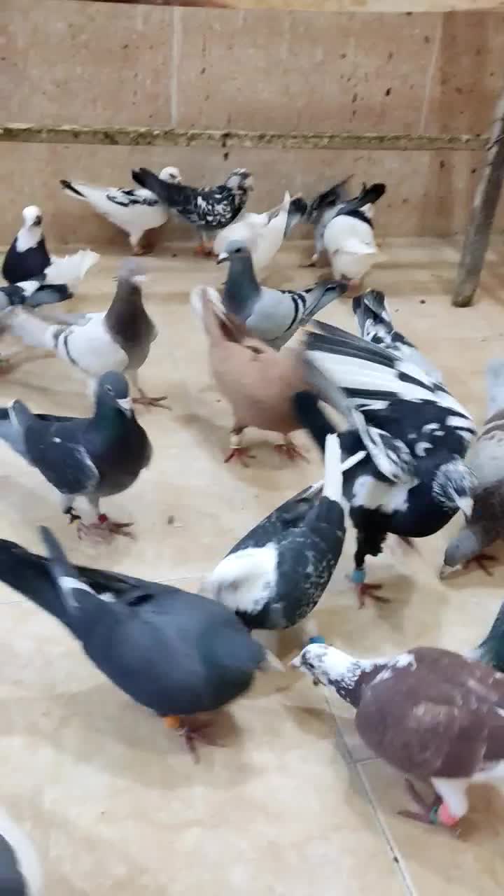 کبوتر|پرنده|رباط‌کریم, رباط‌کریم|دیوار