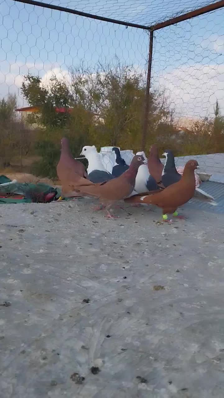 پرنده|پرنده|آبگرم, |دیوار