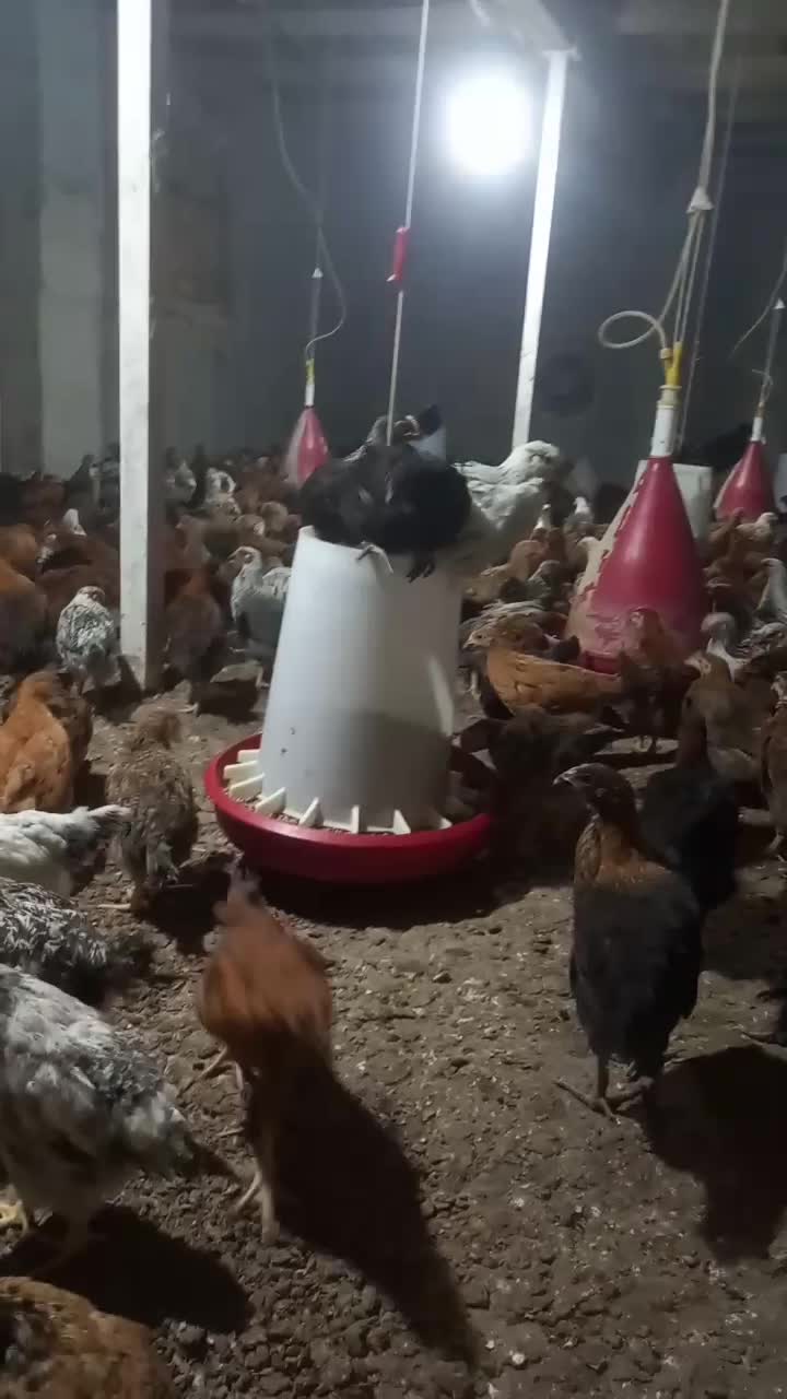 نیمچه گلپایگان|حیوانات مزرعه|اطاقور, |دیوار