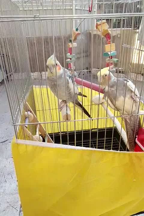 عروس هلندی|پرنده|پاکدشت, پاکدشت (مامازند)|دیوار