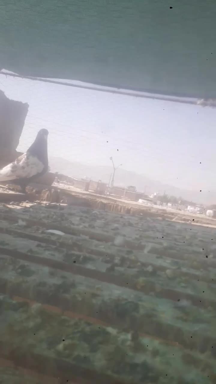 کفتر پلاکی وبهبهونی فسا|پرنده|شیراز, شهرک مدرس|دیوار