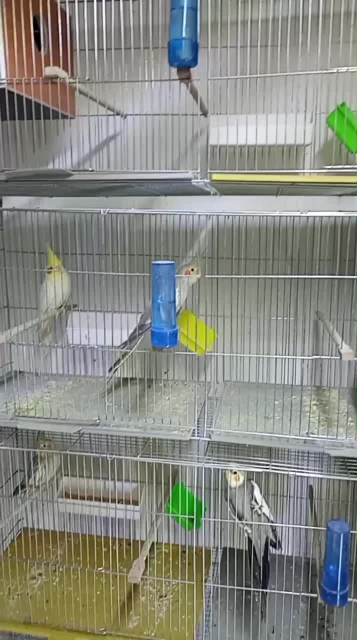 عروس هلندی مولد نرو ماده|پرنده|تبریز, |دیوار