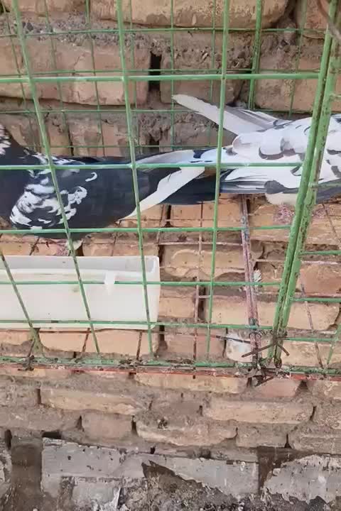 تهرانی|پرنده|اصفهان, سرتاوه|دیوار