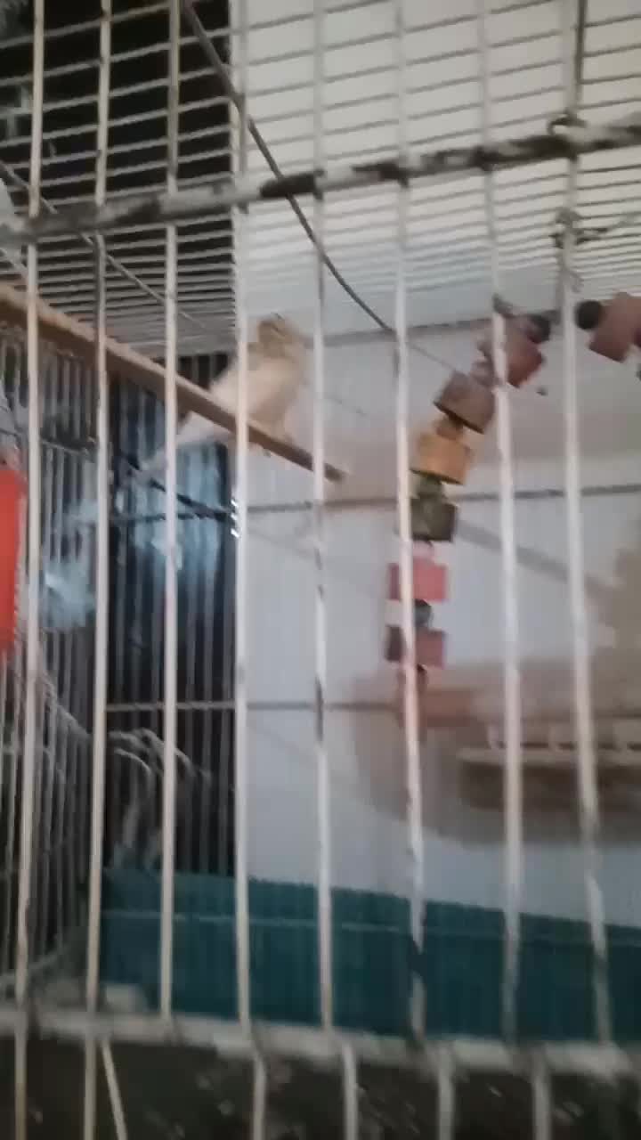 قناری نر|پرنده|مشهد, شهید معقول|دیوار