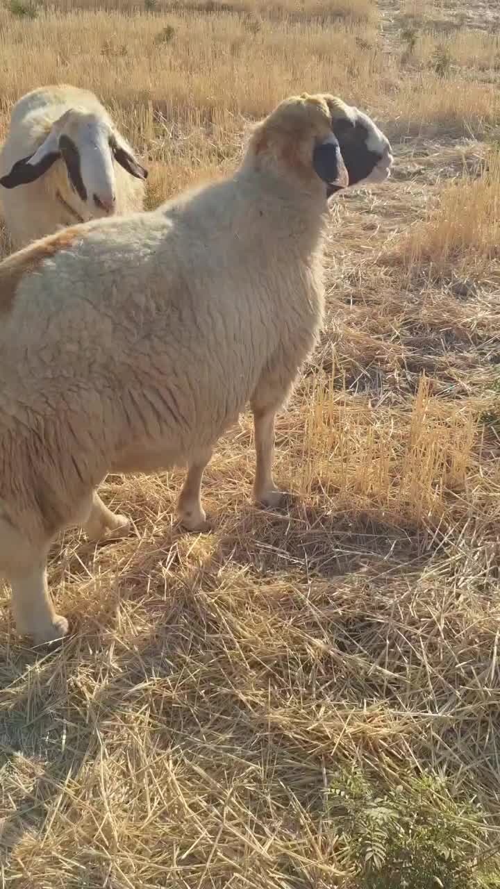 قوچ سنجابی درجه ۱|حیوانات مزرعه|کرمانشاه, |دیوار