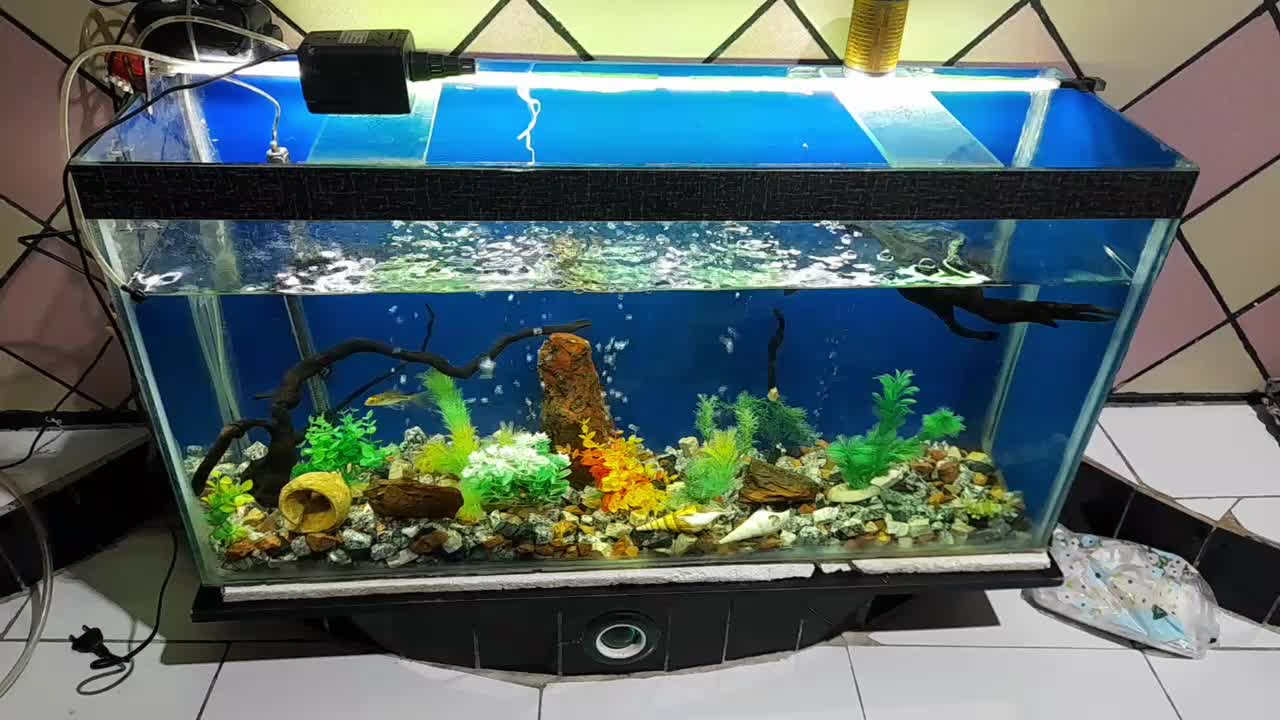 اکواریم  تمیز مخصوص با صلیقه ها|ماهی|دهدشت, |دیوار