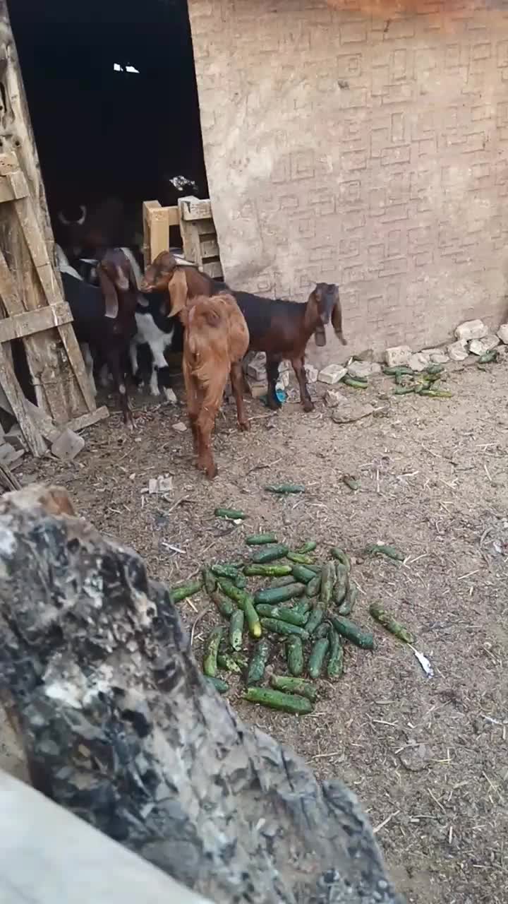 خرمشهر|حیوانات مزرعه|خرمشهر, |دیوار