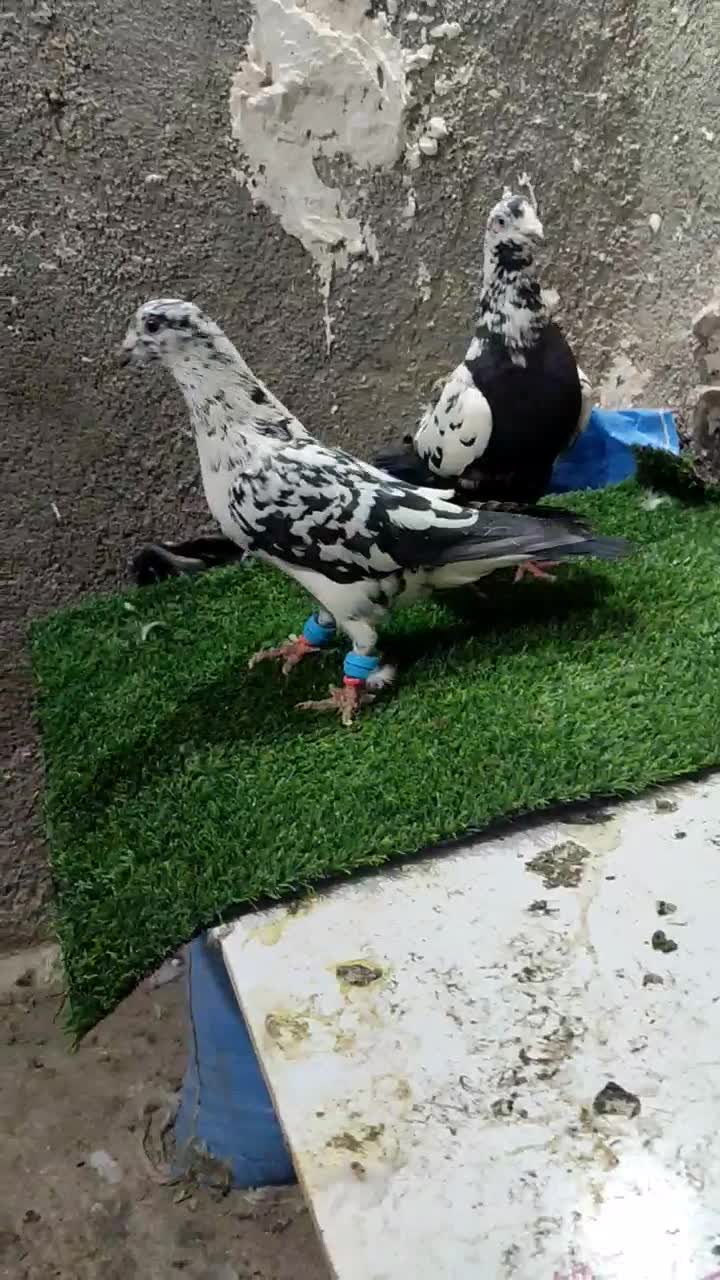 پرنده خوشکل|پرنده|انابد, |دیوار