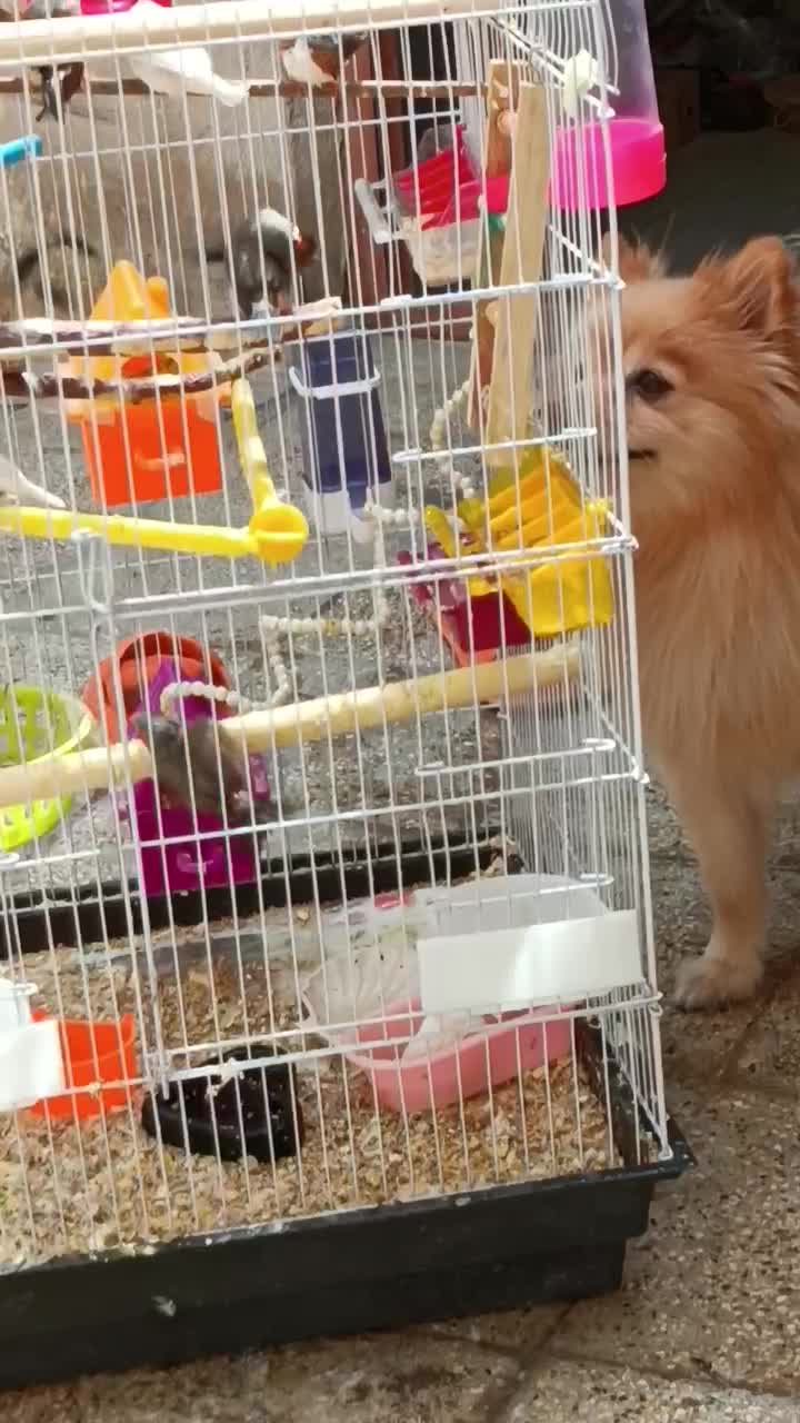 فنچ زبرا جفت مولد جوجه دار|پرنده|قرچک, شهرک طلائیه|دیوار