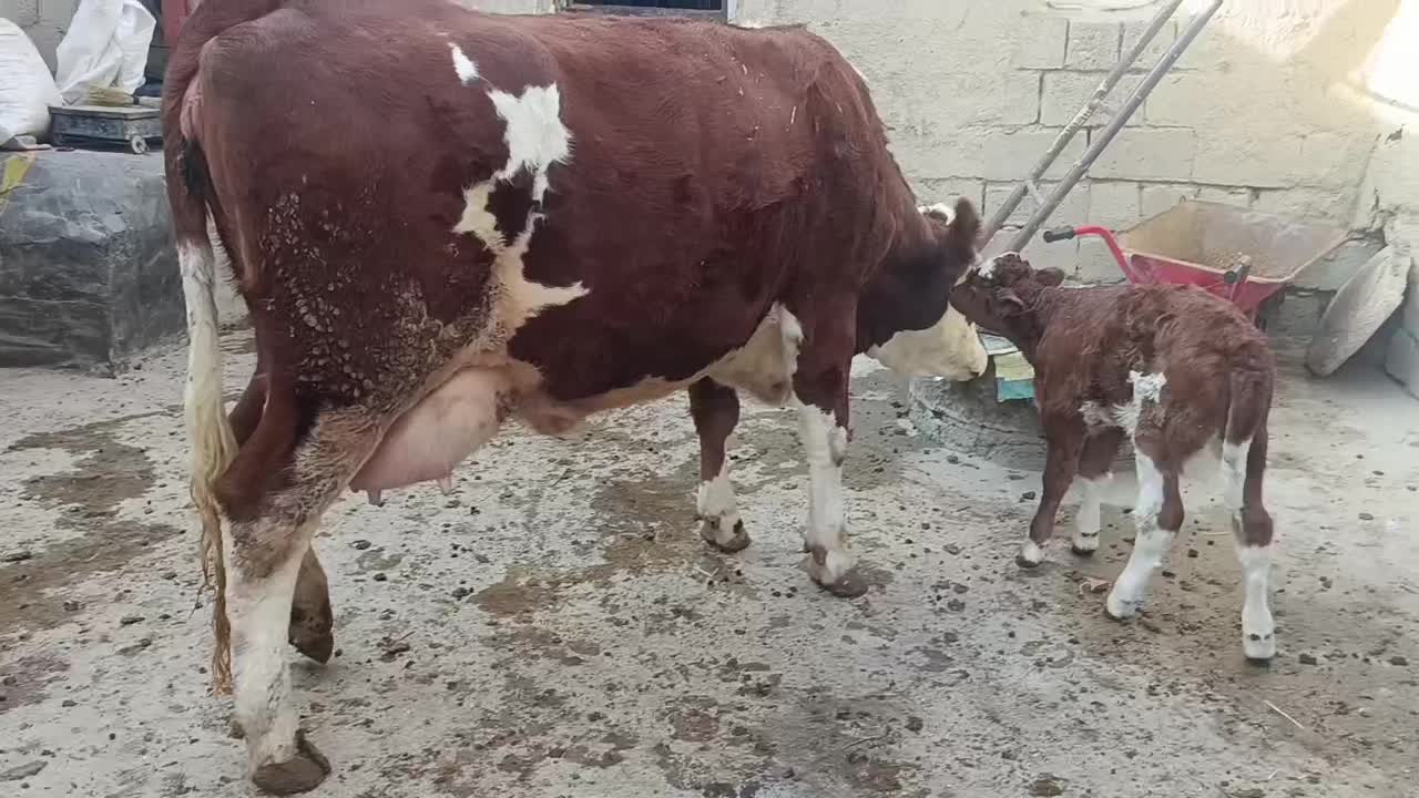 گاو گوساله سمینتال اصل|حیوانات مزرعه|دیواندره, |دیوار