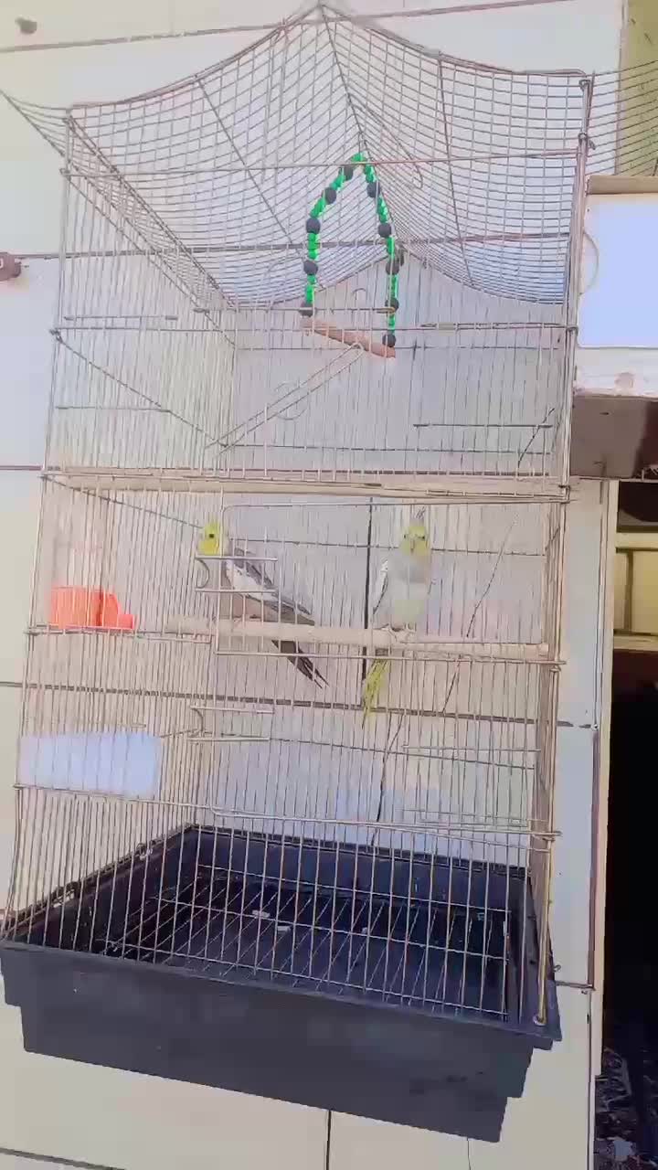 عروس هلندی|پرنده|خرمشهر, |دیوار