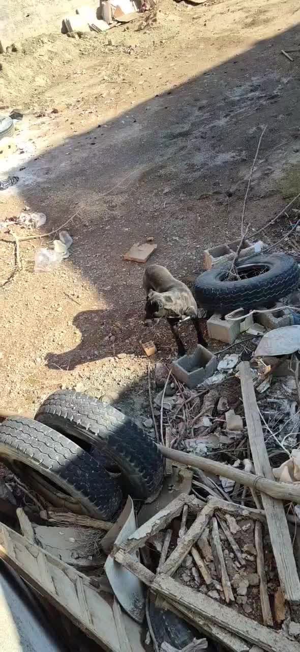 توله پیت بول مشکی اصیل|سگ|شاهینشهر, بوستان حافظ|دیوار