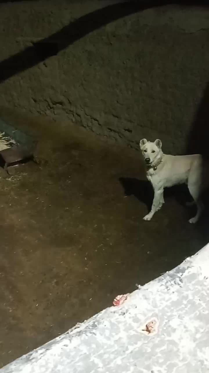 سلام|سگ|شامکان, |دیوار