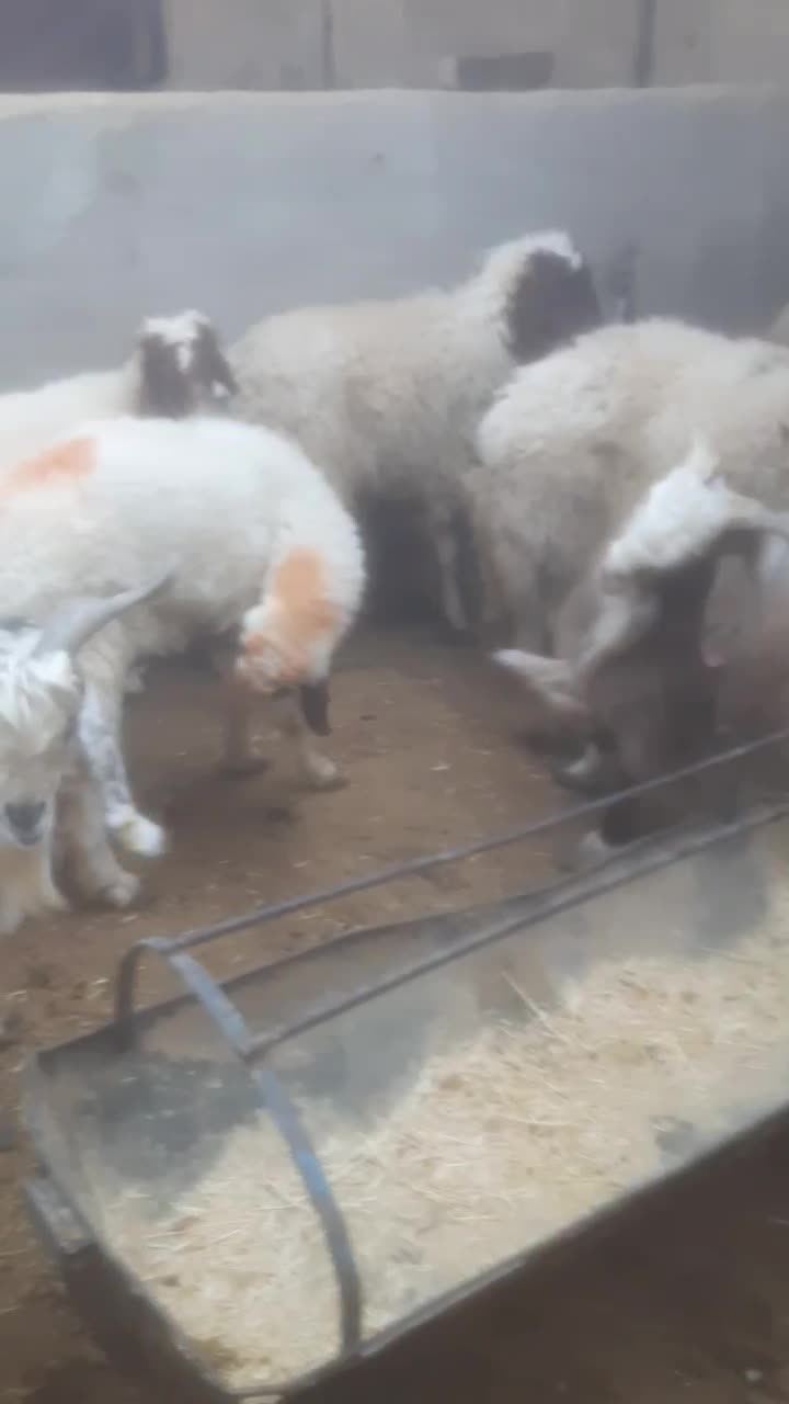 بره چاق کره چاق دام کشتاری|حیوانات مزرعه|یزد, |دیوار