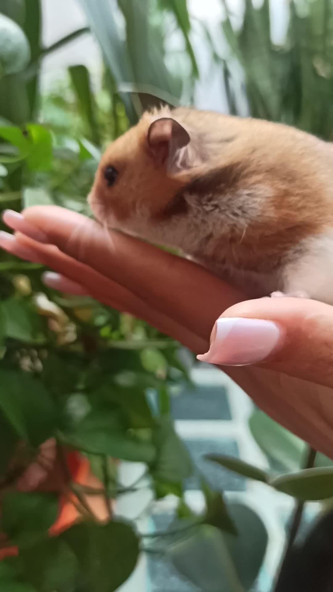 همستر گلد|موش و خرگوش|مرند, |دیوار