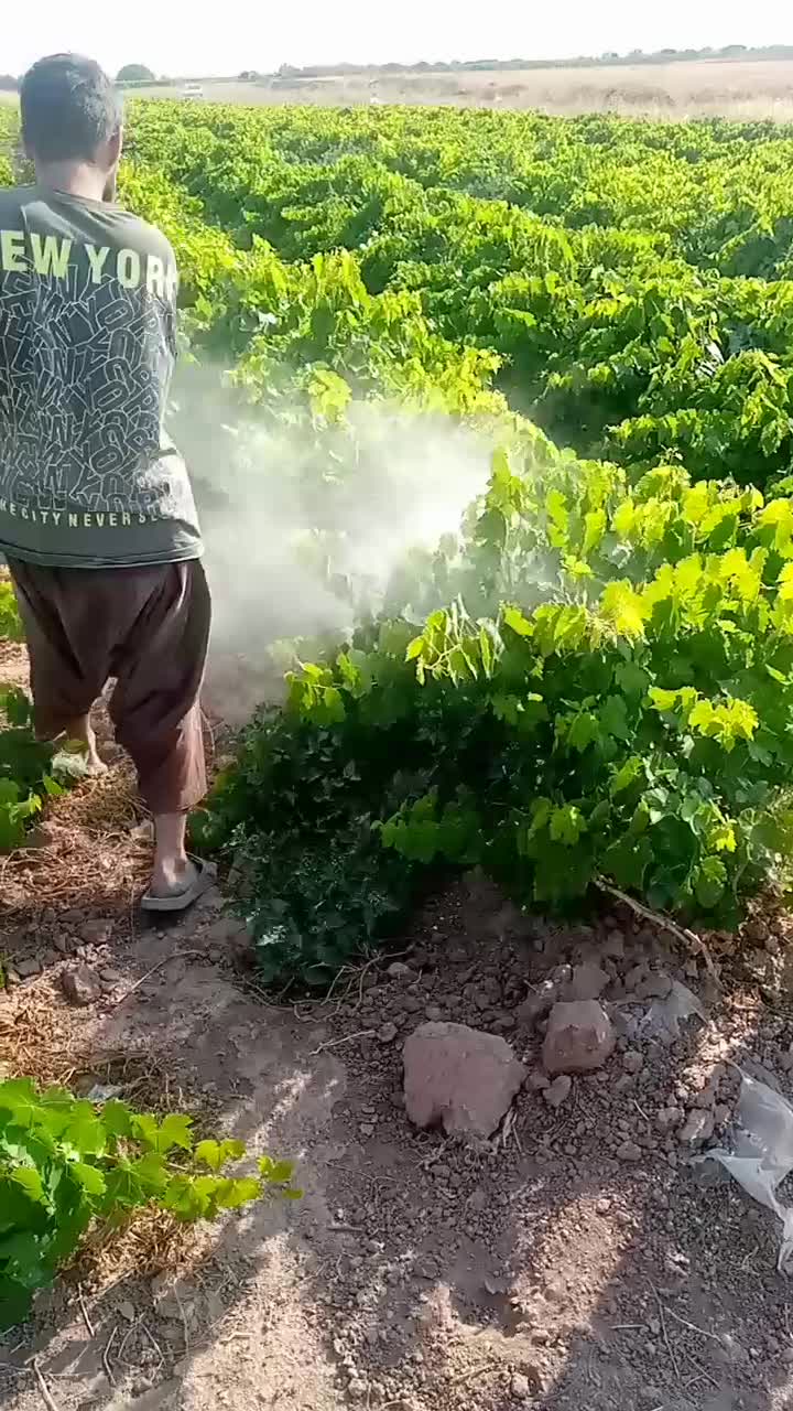 نهال انگور با کیفیت عالی|خدمات باغبانی و درختکاری|تاکستان, |دیوار