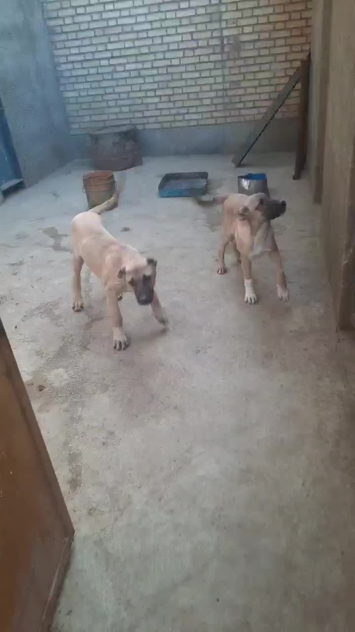 ماده سرابی|سگ|بهارستان, |دیوار