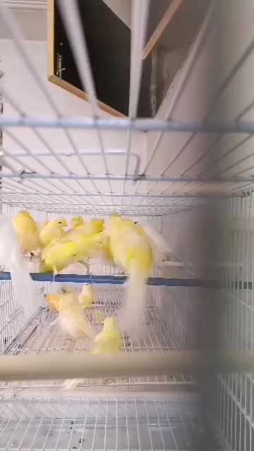 قناری|پرنده|طسوج, |دیوار