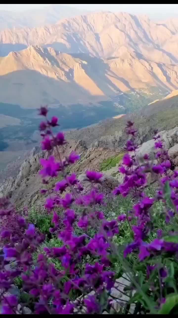 عسل طبیعی کوهستاناورامان۵۰کیلو|خوردنی و آشامیدنی|تهران, شهرک گلها (تهرانسر)|دیوار