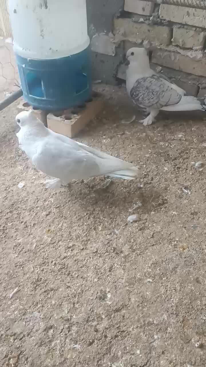 کبوتر زینتی|پرنده|شوشتر, |دیوار