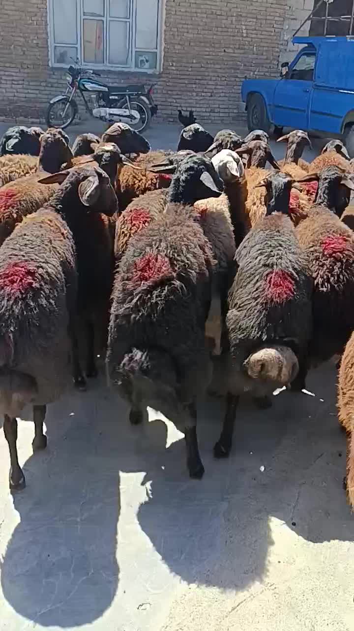 سی راس گوسفند قزل افشار درجه یک همه جوان آبستن|حیوانات مزرعه|میاندوآب, |دیوار