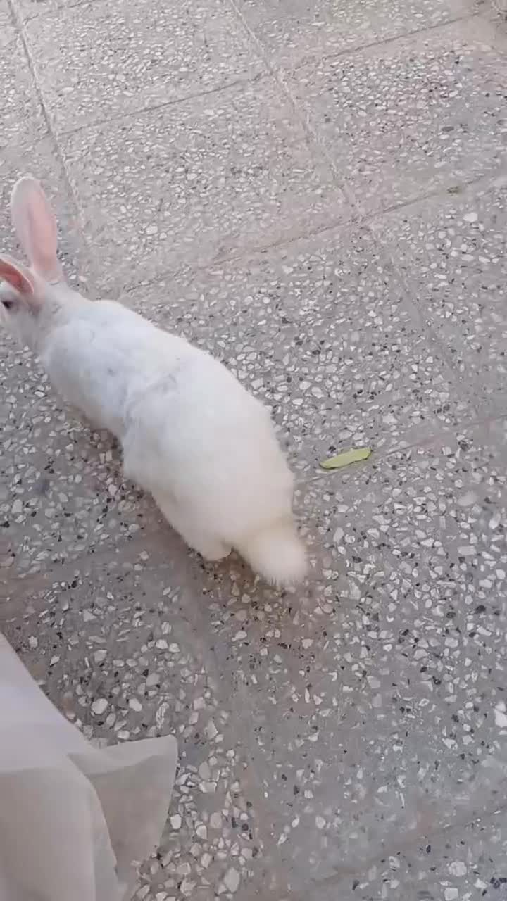 خرگوش نر|موش و خرگوش|زاهدان, |دیوار