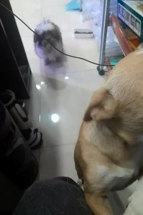 سگ یکساله|سگ|ملارد, |دیوار